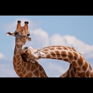 Meet your Posher, Anya